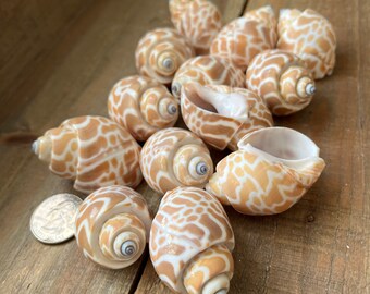 12 Babylonia Spirata Seashells, Craft Shells, Brown Spotted Shells, Snail Shells, Beach Decor