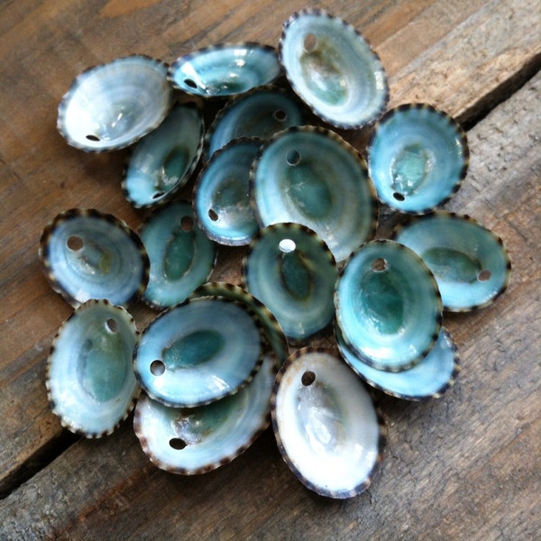 Green Limpet Seashell Beads - Shell Beads - Top Drilled Seashells - Drilled Shell Beads - Seashell Charms