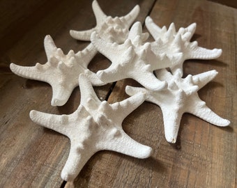 6 Small White knobby Starfish, Bulk Starfish, Real Starfish, beach wedding, Seashell Craft Supply