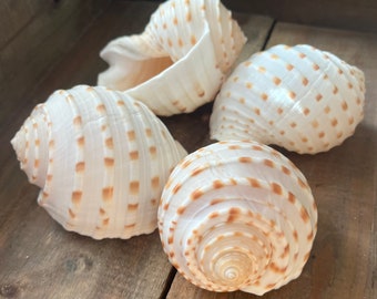 4 Large Pacific Tonna Tessalata Seashells, Large Display Shells, Shells for Air plants