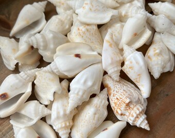 Bulk White Seashells, 100 White Chulla Conch Shells, Beach Wedding Decor, Craft Seashell Supply