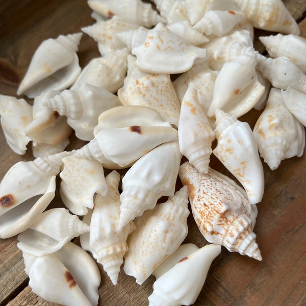 Bulk White Seashells, 100 White Chulla Conch Shells, Beach Wedding Decor, Craft Seashell Supply