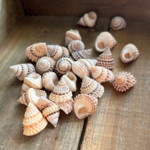 Capiz Shell Disks - Nautical Beach Decor 1-2 Round Capiz Seashell – Beach  Grass Cottage - Artisan Handmade Beach Decor