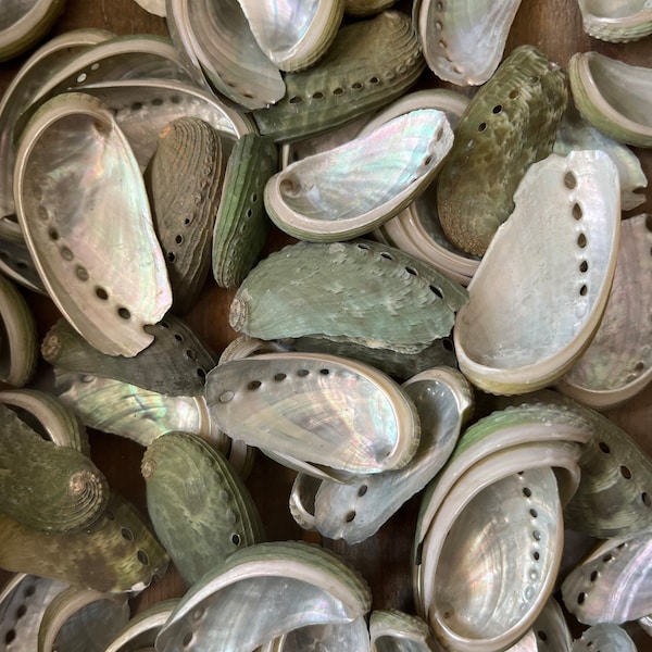 50 Small Donkey Ear Abalone Shells, Bulk Abalone Shells, Seashell Craft Supply, Beach Wedding Decor