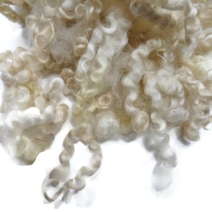 May include: Close-up of a pile of raw, unprocessed wool fibers. The fibers are a creamy off-white color with a curly, textured appearance. The wool appears soft and fluffy, with varying shades of light brown.