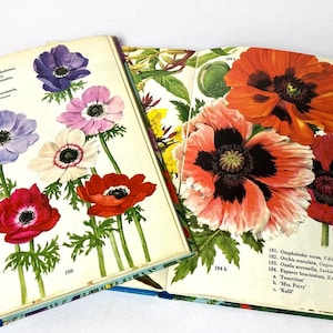 Guida botanica vintage sui fiori - set di 2 libri - libro illustrato sulla natura/giardino degli anni '70. Illustrazioni a colori di effimeri, regalo di un artista creativo