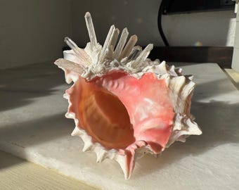 Handgefertigte Rosa Murex Muschel Skulptur, Strand Dekor, Nautik, Küstenkunst