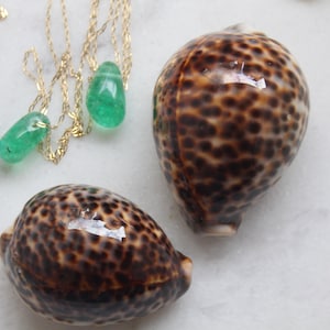 May include: Two brown and black seashells with a gold chain necklace with green gemstone pendants.
