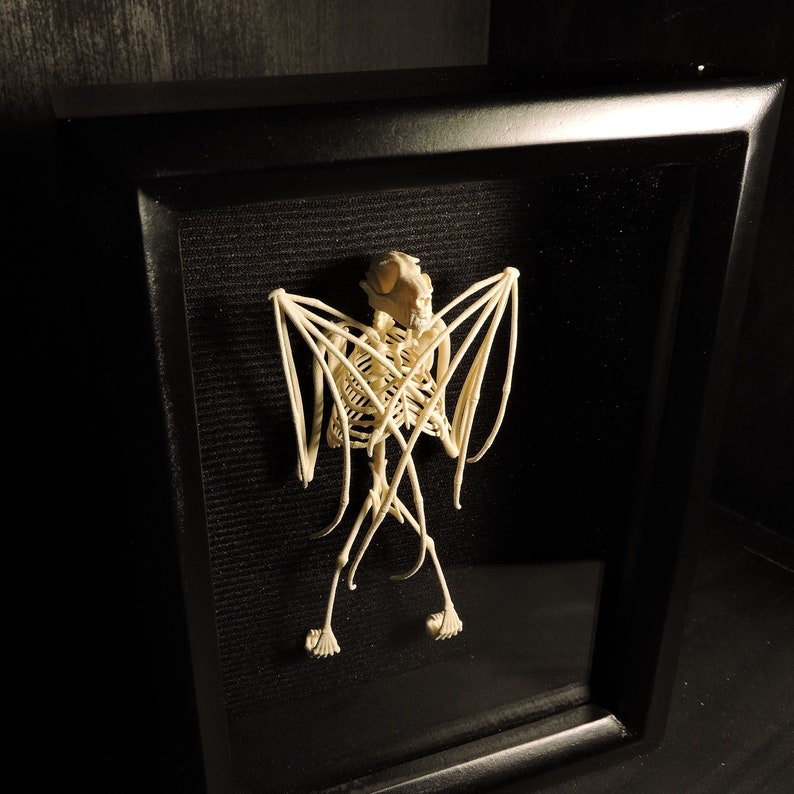 3D Printed Fruit Bat Skeleton the Only TRULY Ethical Indonesian Bat