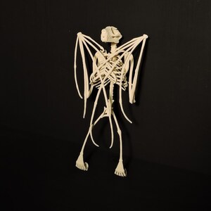 3D Printed Fruit Bat Skeleton The Only TRULY ethical Indonesian Bat Skeleton image 2