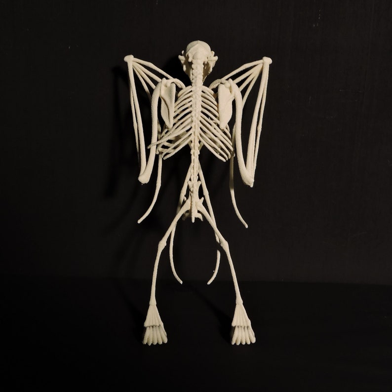 3D Printed Fruit Bat Skeleton The Only TRULY ethical Indonesian Bat Skeleton image 4