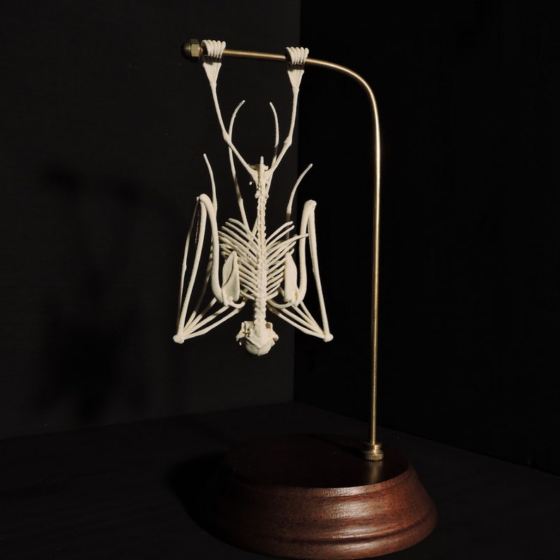 3D Printed Fruit Bat Skeleton The Only TRULY ethical Indonesian Bat Skeleton image 5