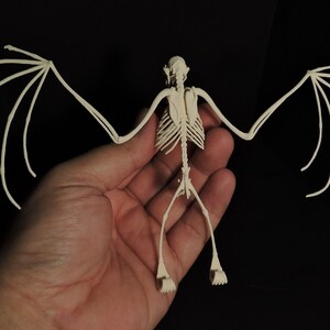 3D Printed Fruit Bat Skeleton The Only TRULY ethical Indonesian Bat Skeleton image 3