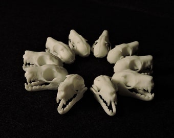 Fruit Bat Skull (Lot of 10)