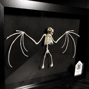 3D Printed Fruit Bat Skeleton The Only TRULY ethical Indonesian Bat Skeleton image 1