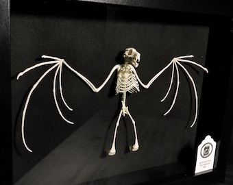 3D Printed Fruit Bat Skeleton - The Only TRULY ethical Indonesian Bat Skeleton