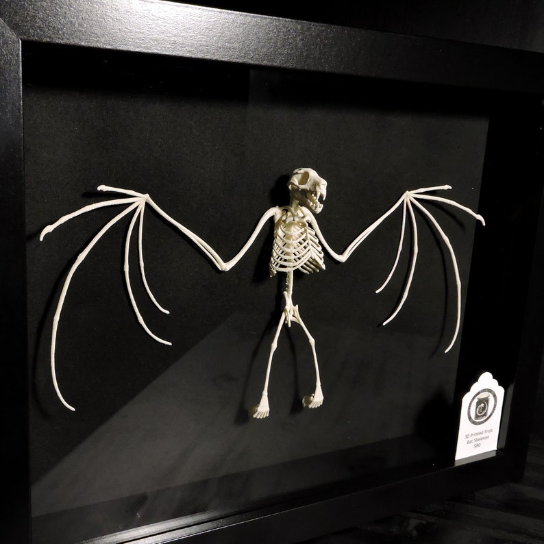 3D Printed Fruit Bat Skeleton the Only TRULY Ethical Indonesian Bat