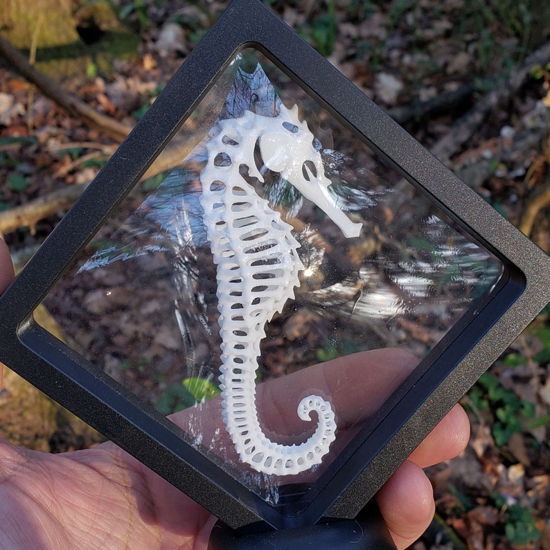 3D Printed Seahorse Exoskeleton image 5