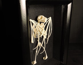 3D Printed Fruit Bat Skeleton - The Only TRULY ethical Indonesian Bat Skeleton