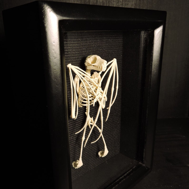 3D Printed Fruit Bat Skeleton The Only TRULY ethical Indonesian Bat Skeleton image 1