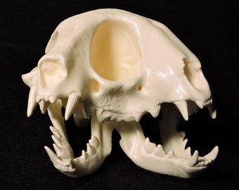 3D Printed Janus Kitten Skull (Maleformed Two-headed Kitten)