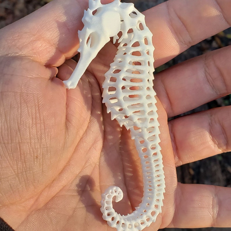 3D Printed Seahorse Exoskeleton image 4