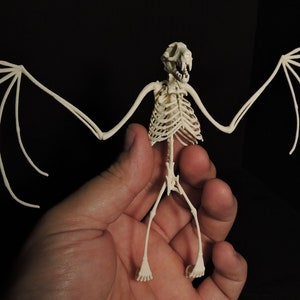 3D Printed Fruit Bat Skeleton The Only TRULY ethical Indonesian Bat Skeleton image 2