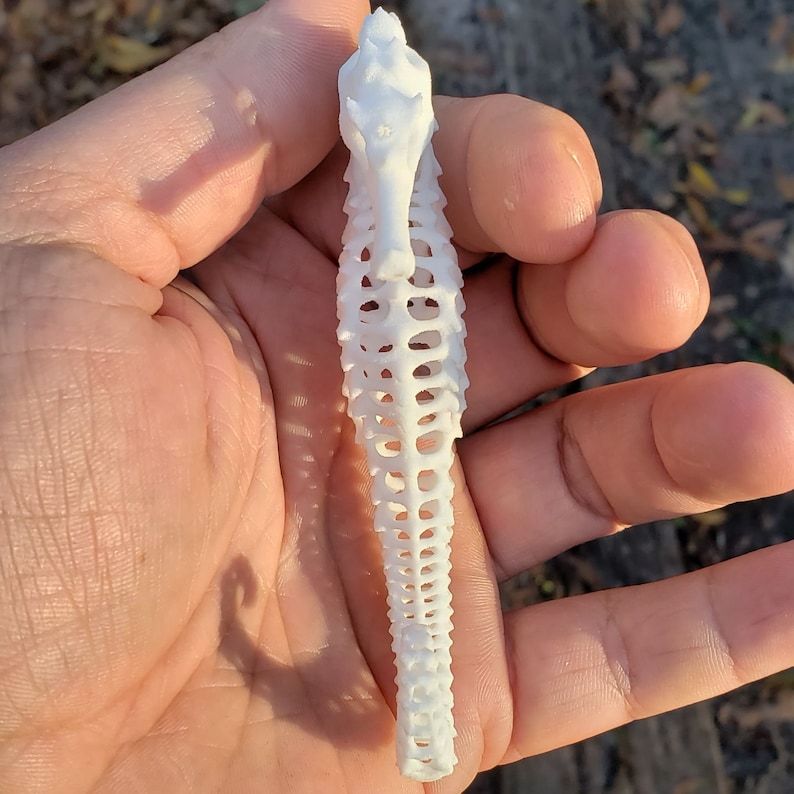 3D Printed Seahorse Exoskeleton image 3