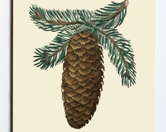 4.25"x4.25"Pair of Northern Pine cone Coasters