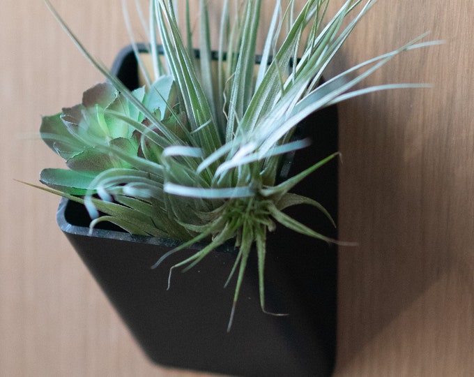 Air Plant Wall Planter