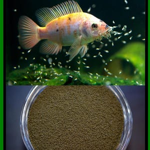 High Protein Fry Food: 62% Micro Pellets for Cichlids, Betta