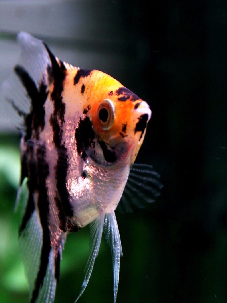 Tropical Fish Small Mix Blackworm & Color Worms Brine Shrimp Bits ...