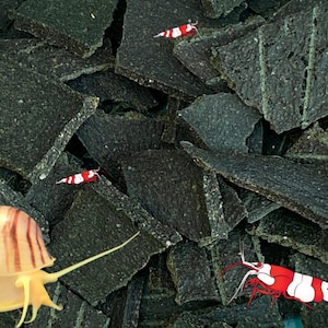 May include: A light-colored snail with a brown-striped shell positioned in the lower left corner, accompanied by three small red and white striped shrimp scattered across a bed of dark, irregular, textured, flat, charcoal-colored food flakes.