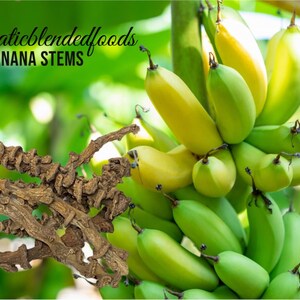 ADF Banana Stems,Cherry Shrimp,Freshwater Shrimp,Shrimp Food,Shrimp Kit, 1oz &quot;Free Cholla Wood With Every Order&quot;