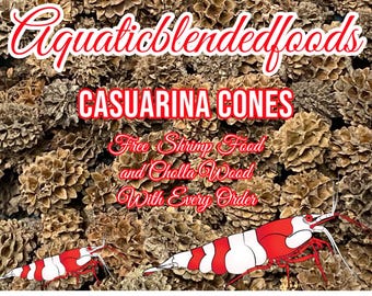 Casuarina Cones: Natural Betta & Shrimp Tank Conditioner