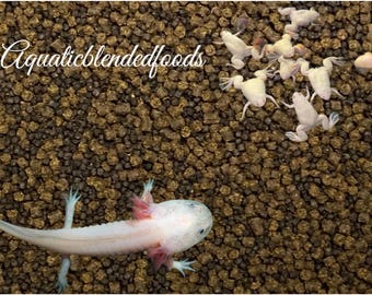 Pode incluir: Uma imagem com um axolotl branco com guelras rosa e várias rãs brancas pequenas sobre uma cama de pellets de alimentos castanhos e pretos. O texto "Aquaticblendedfoods" está escrito em itálico.