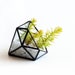 see more listings in the Terrarium section