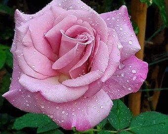 Digital photo of a pink rose with raindrops to download for private use