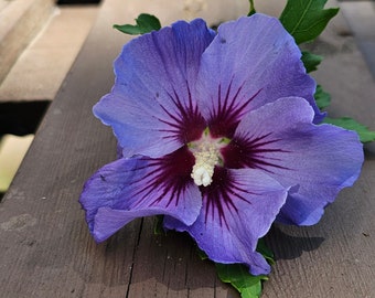 Digital photo of a blue hibiscus flower for download, for private use