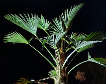 Trachycarpus fortunei hemp palm, photograph for further processing (No. 2)