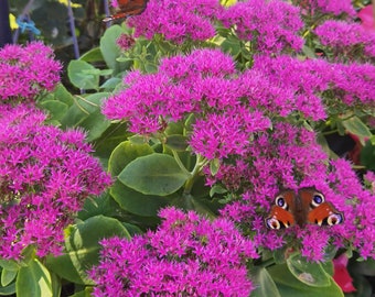 Fette Henne, mit Schmetterling,  Fotografie zur Weiterverarbeitung