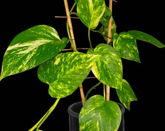 Epipremnum " neon variegata " Efeutute Pothos Plant // Pflanzen Stecklinge  Philodendron Scindapsus teruno grn sammlersorte Zimmerpflanze - Etsy.de