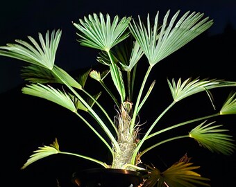 Trachycarpus fortunei (2) hemp palm, photograph for further processing