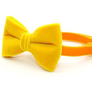 Bow Tie Cat Collar Set - &quot;Velvet - Marigold&quot; - Rich Yellow Velvet Bow Tie + Coordinating Orange-Yellow Velvet Cat Collar