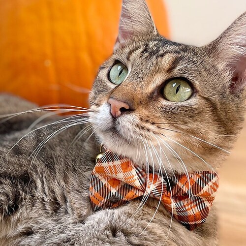 Bow Tie Cat Collar Set carousel Rainbow Etsy