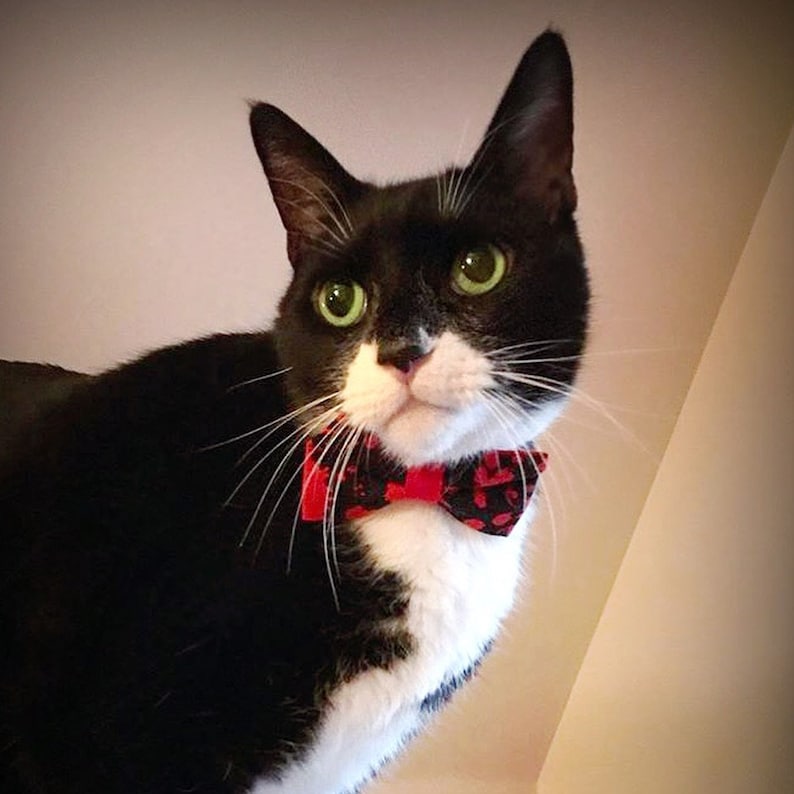 May include: A black and white tuxedo cat with bright green eyes wearing a small bow tie. The bow tie is black with a red pattern featuring small red shapes. The cat has white fur on its chest and muzzle, with long white whiskers extending outward.