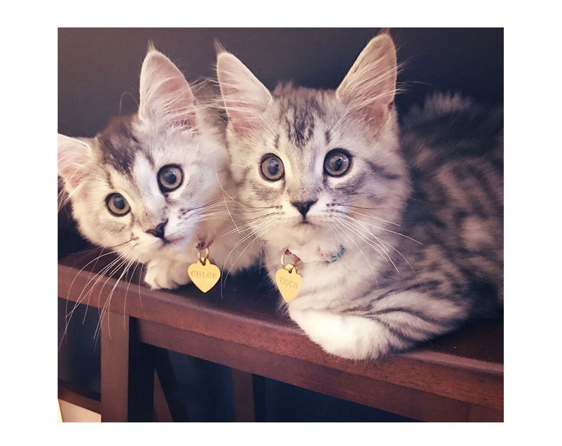 Engraved Cat ID Tag / Cat Tag Pet ID / Cat Collar Id Tag / Etsy