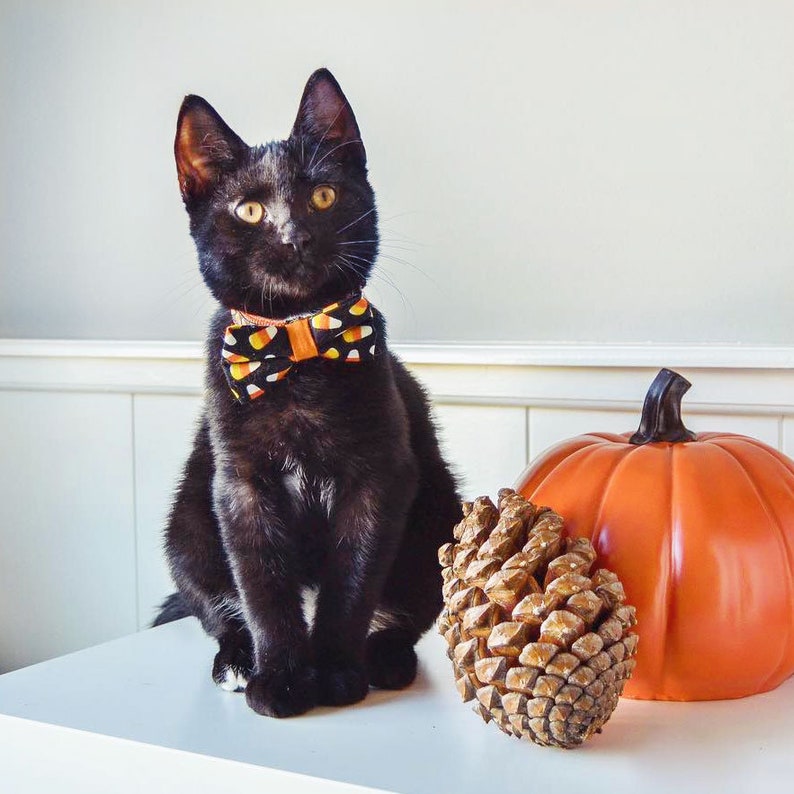 Halloween Cat Collar Trick or Treat Candy Corn Etsy