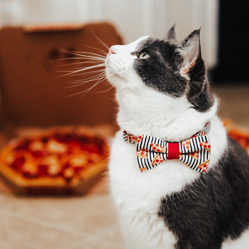Pizza Cat Collar pizza Party Black & White Etsy