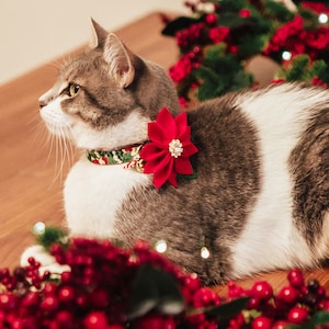 May include: A gray and white cat wearing a festive Christmas-themed collar with a red poinsettia flower. The cat is lying down on a wooden surface surrounded by red berries.